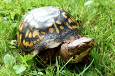 turtle