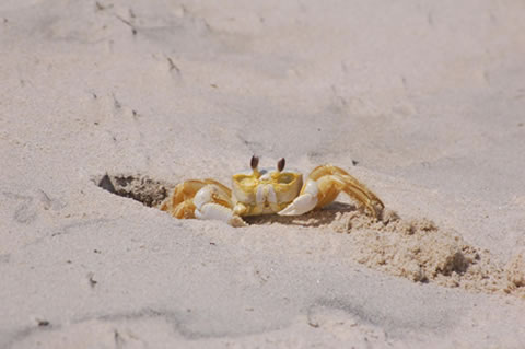 outer banks animals