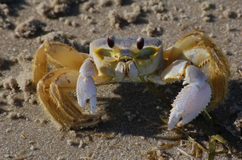 exploring the outer banks