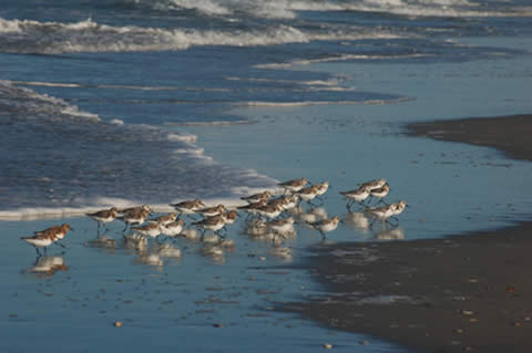 landscape of outer banks
