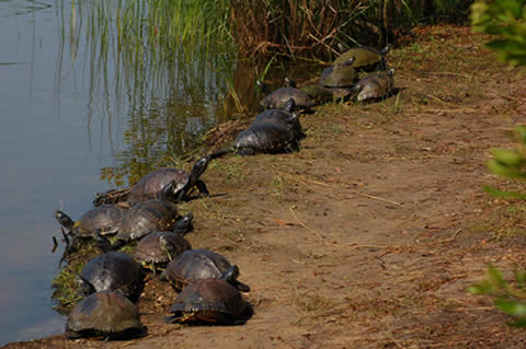 wildlife of outer banks