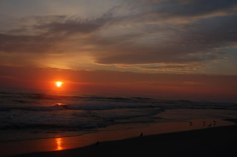 fish of outer banks