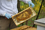 Now That's Wild Bee Lecture