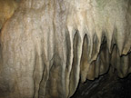Now That's Wild Pennsylvania Brown Bat Trip
