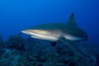 Now That's Wild Sand Tiger Sharks