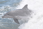 Now That's Wild Bottlenose Dolphins