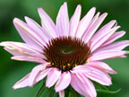 Now That's Wild Flowers