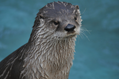 Otter