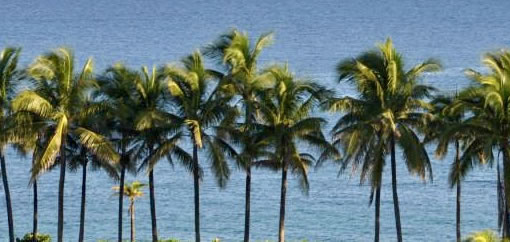 palm trees